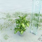 盆栽  精美盆栽模型