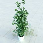 盆栽  精美盆栽模型