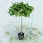 盆栽  精美盆栽模型