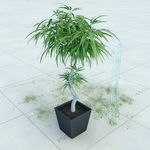 盆栽  精美盆栽模型