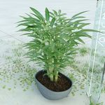 盆栽  精美盆栽模型