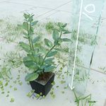 盆栽  精美盆栽模型