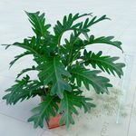 盆栽 精美盆栽模型
