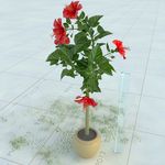 盆栽 精美盆栽模型