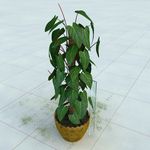 盆栽 精美盆栽模型