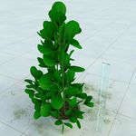 盆栽 精美盆栽模型