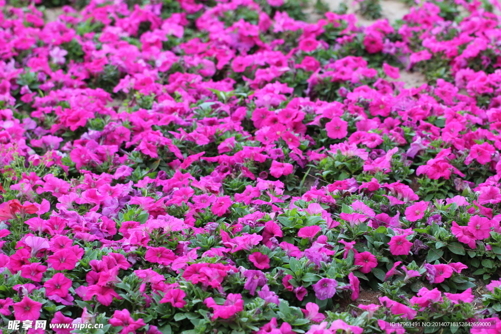花海