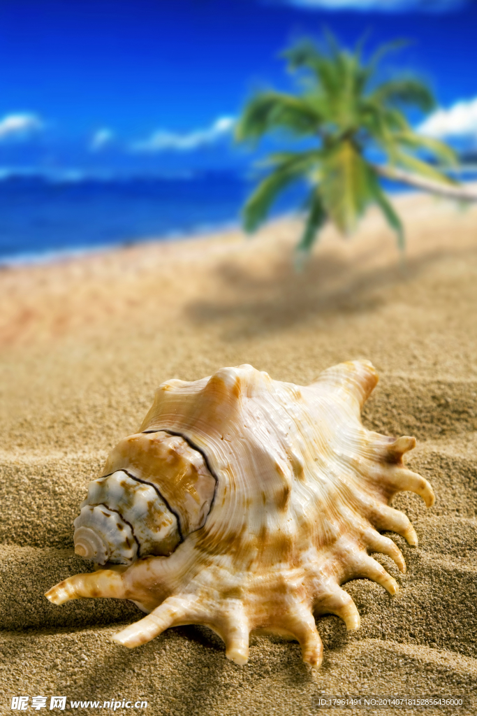 海边海螺