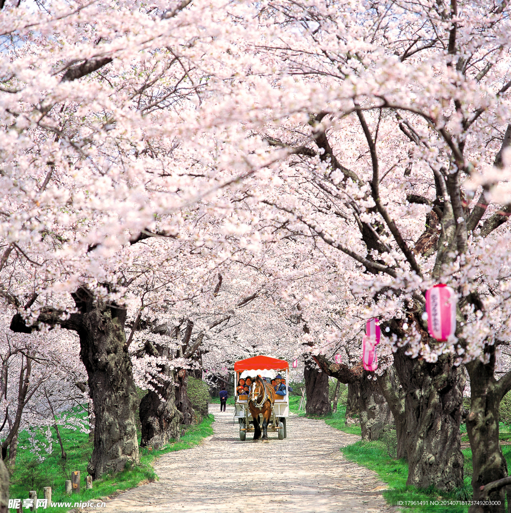 樱花路