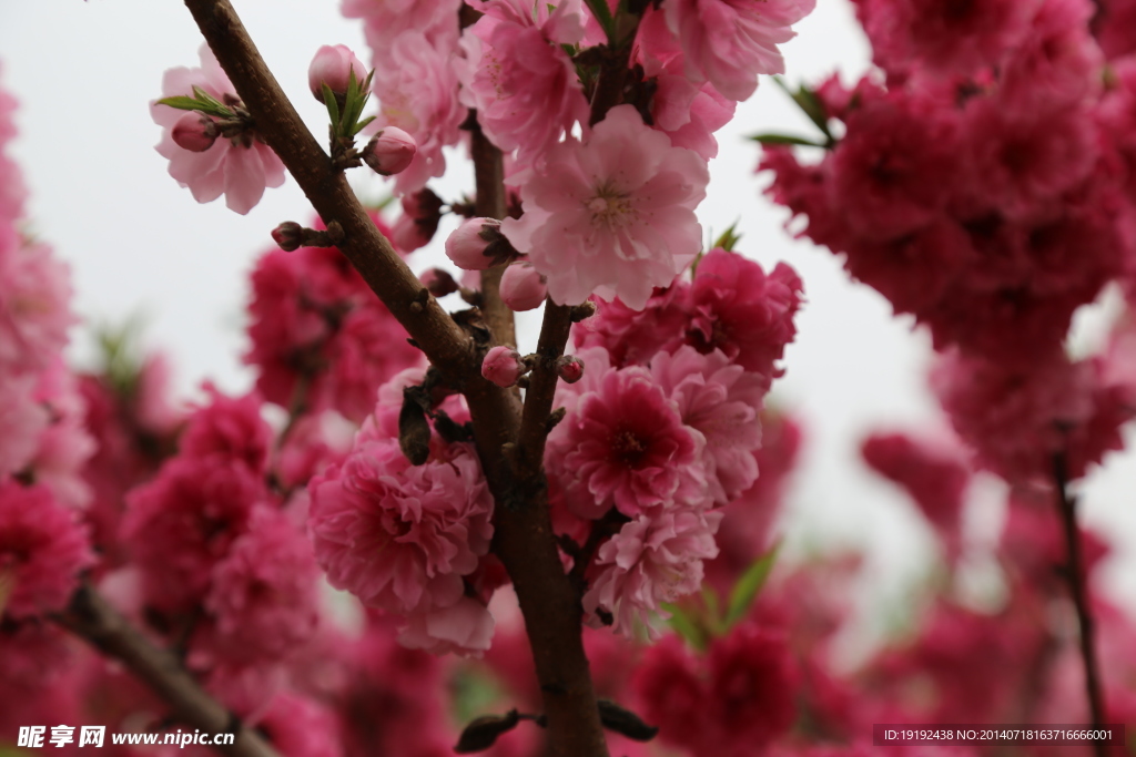 桃花