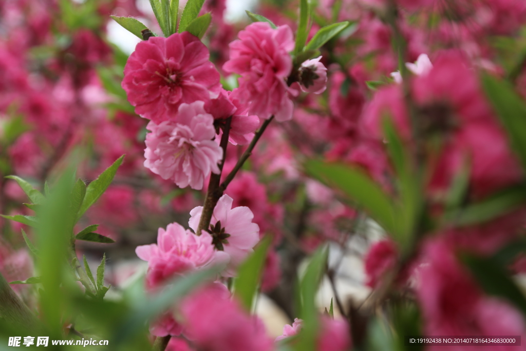 桃花