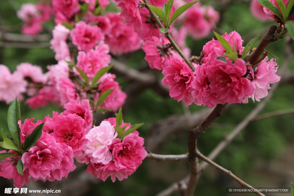 桃花
