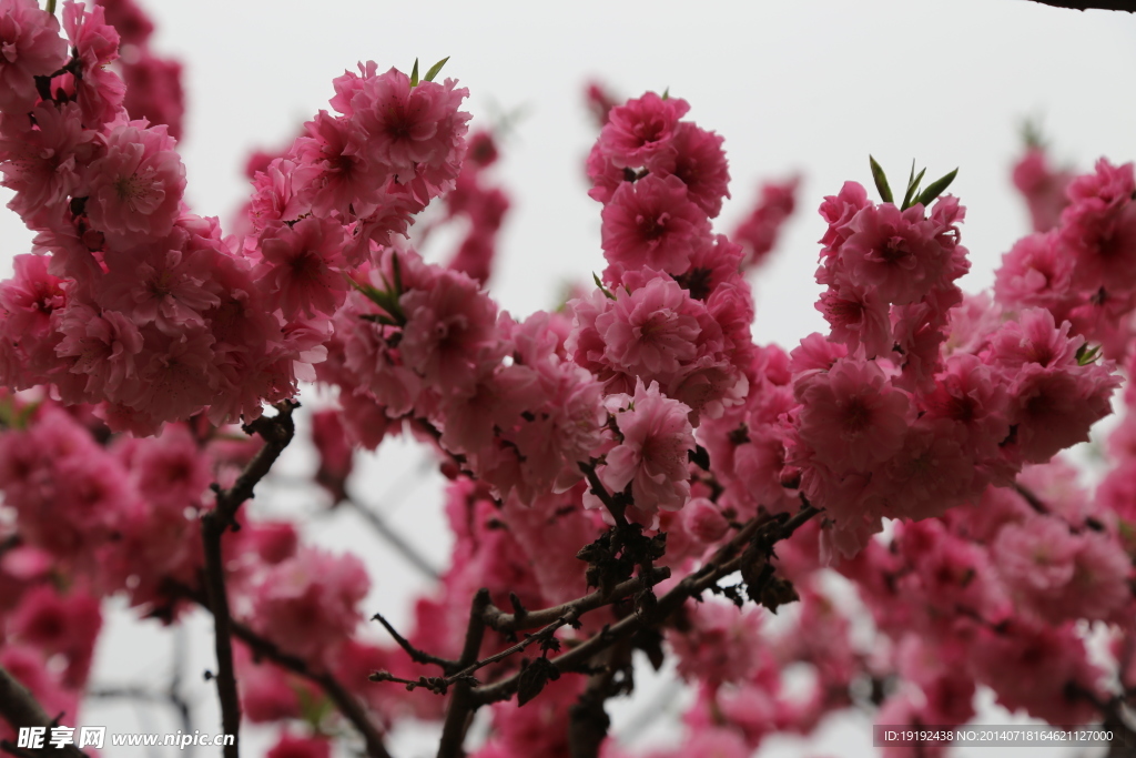 桃花
