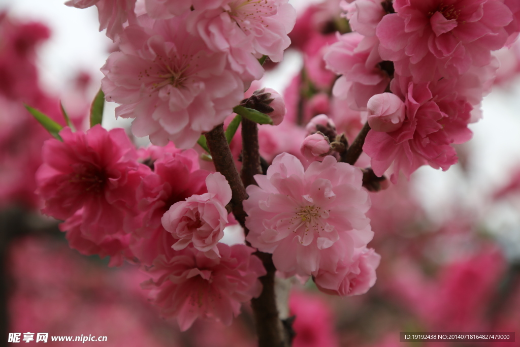 桃花