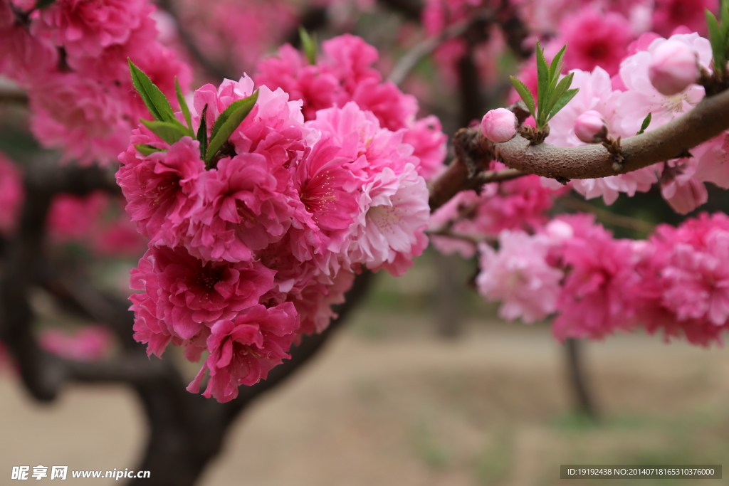 桃花