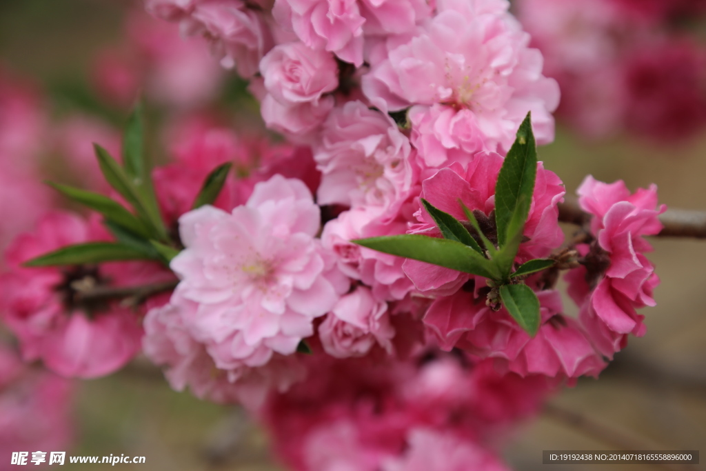 桃花