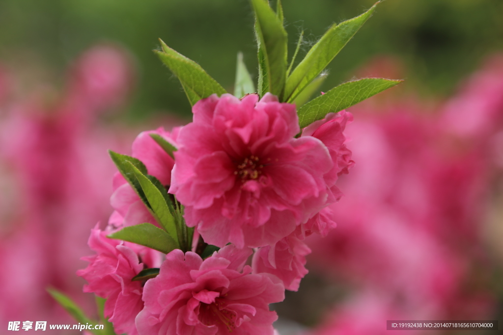 桃花