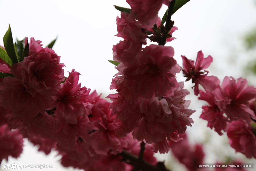 桃花