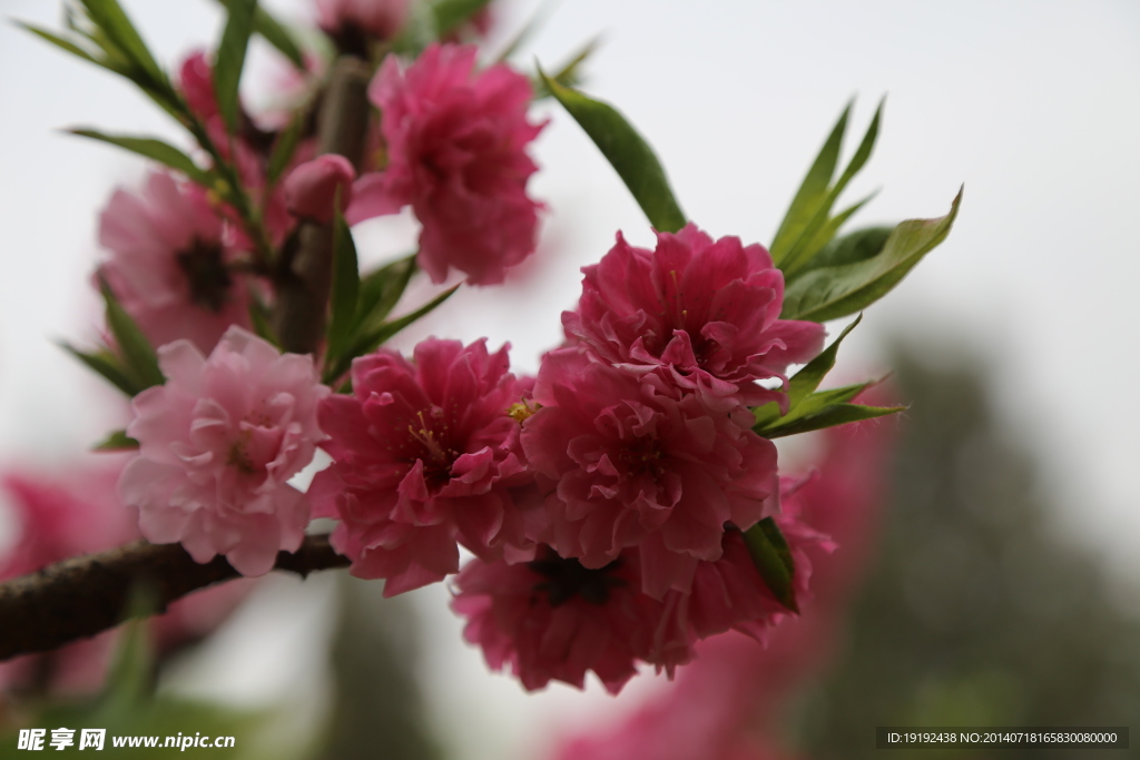 桃花