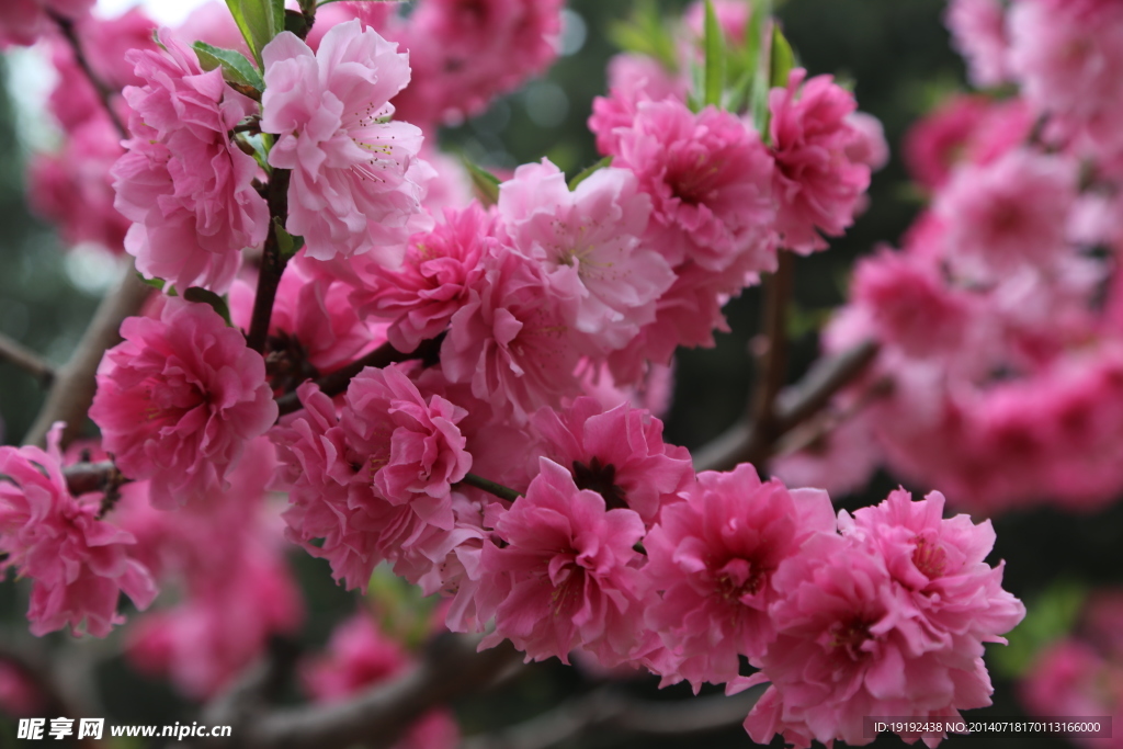 桃花