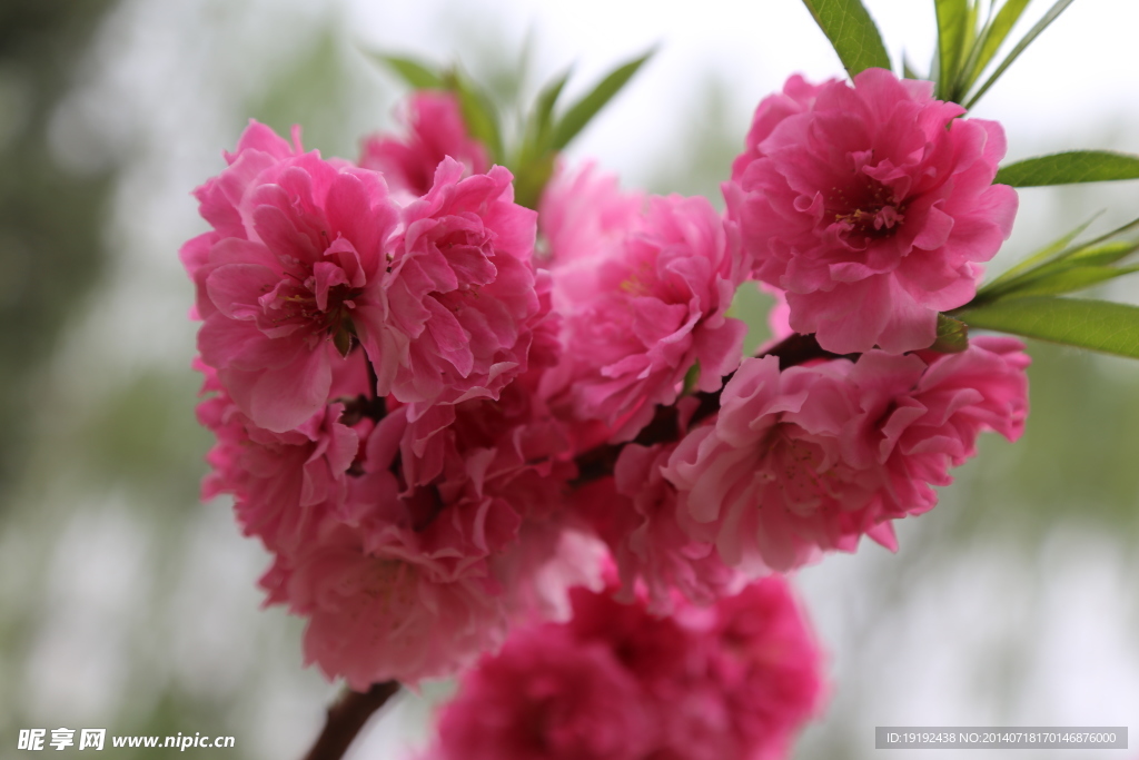 桃花