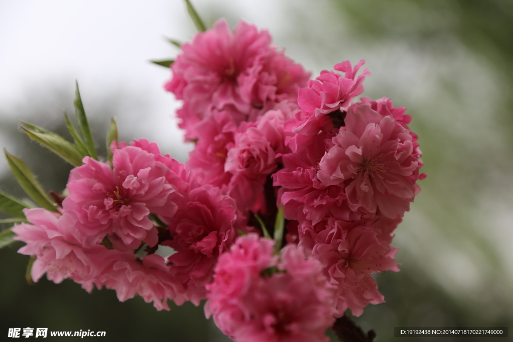 桃花