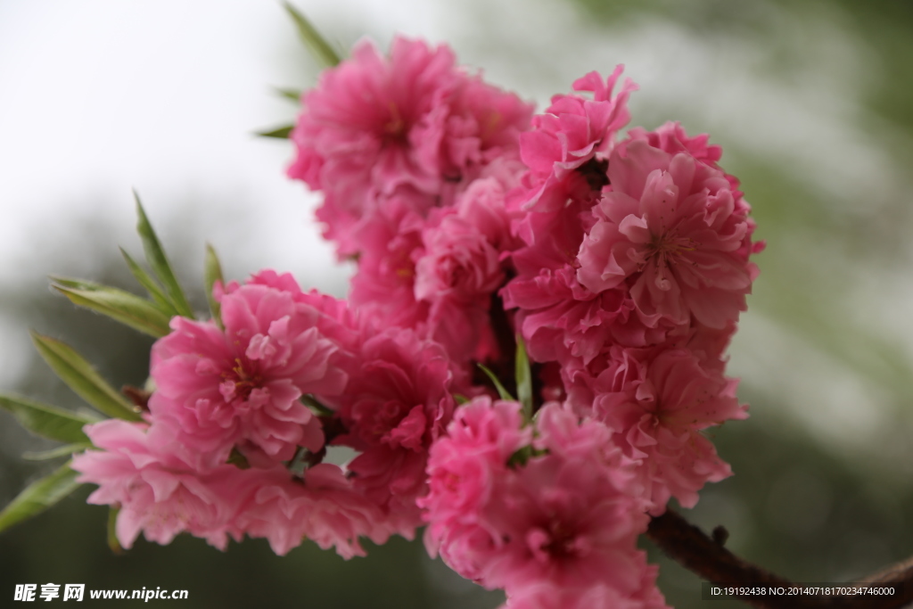 桃花