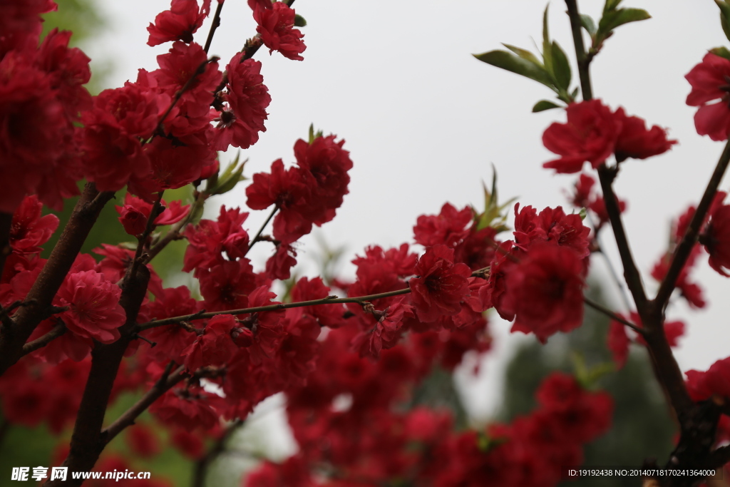 桃花