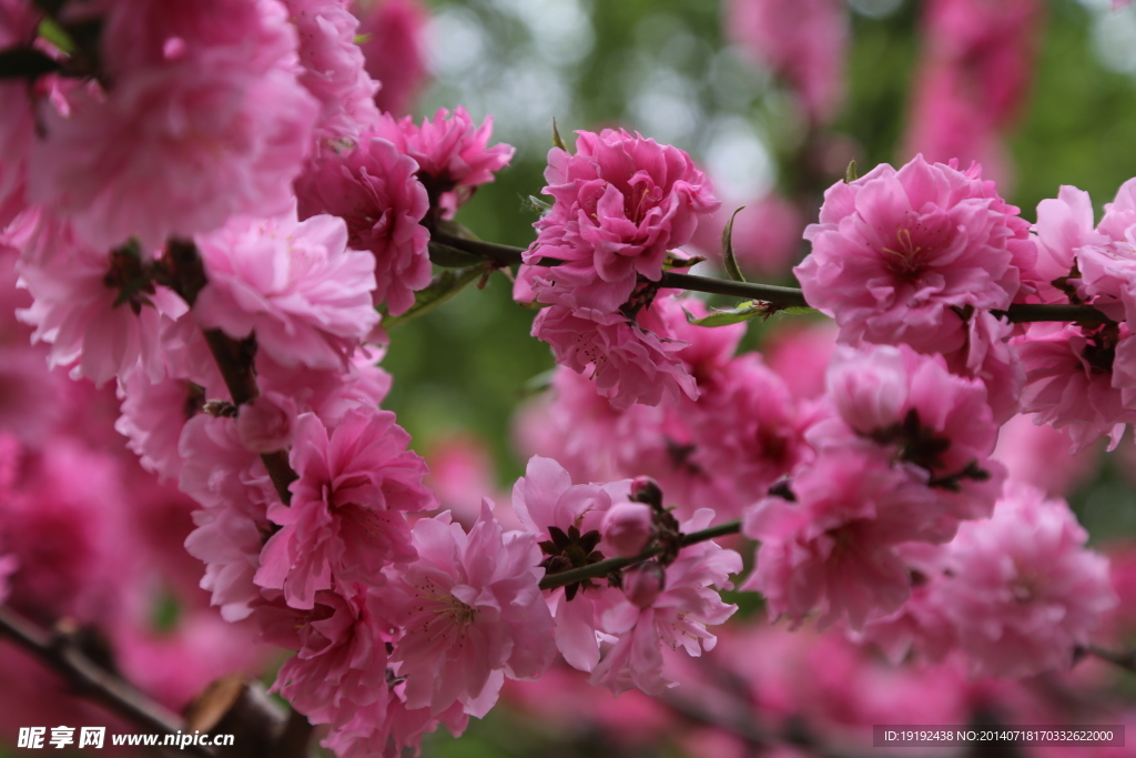 桃花