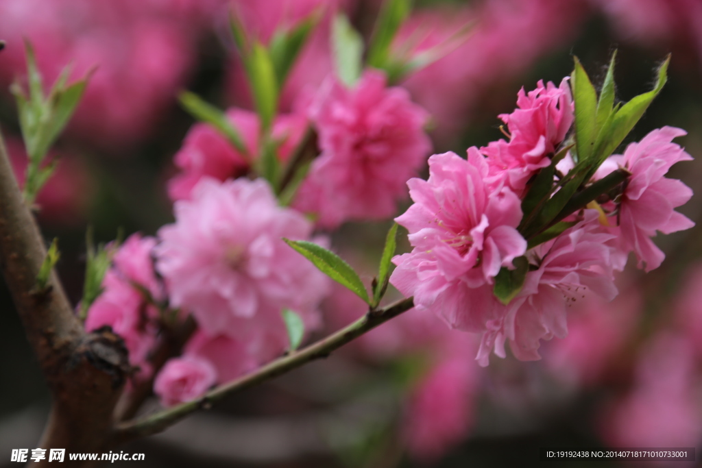 桃花