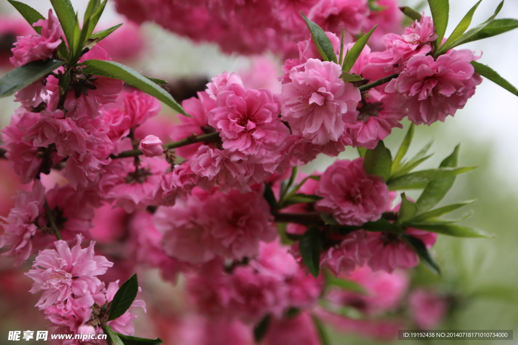 桃花