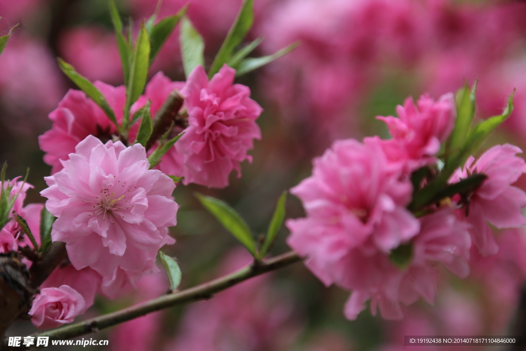 桃花