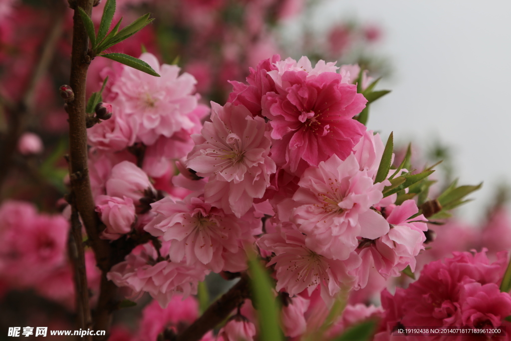 碧桃 桃花 花卉 园林