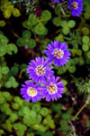 小花