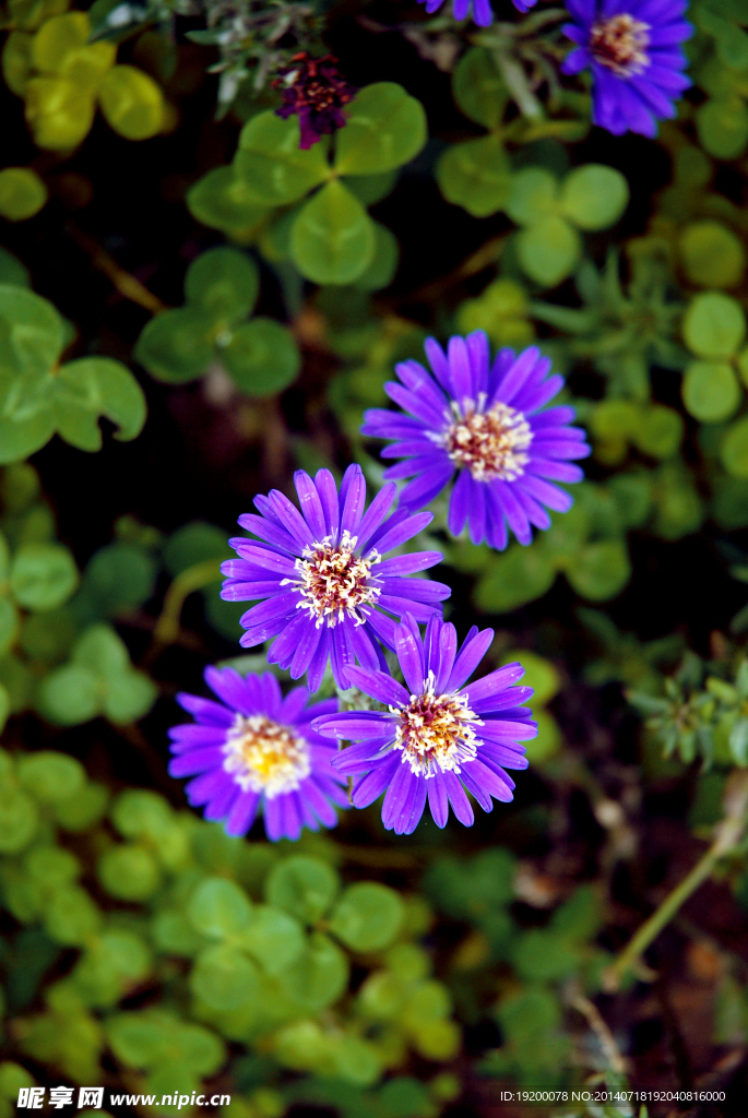 小花