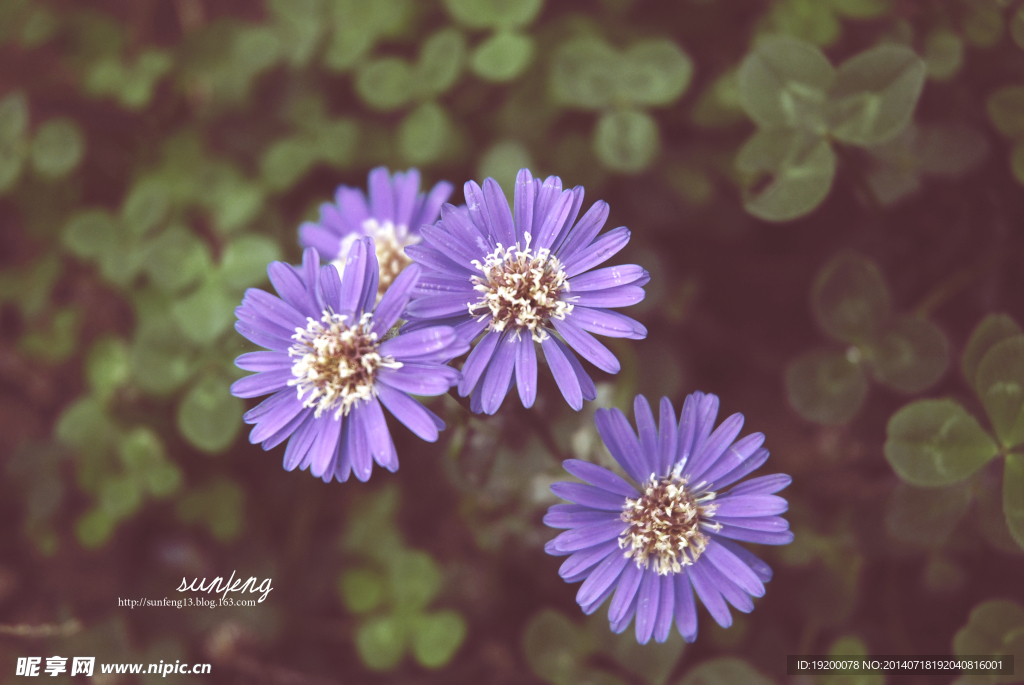 小花