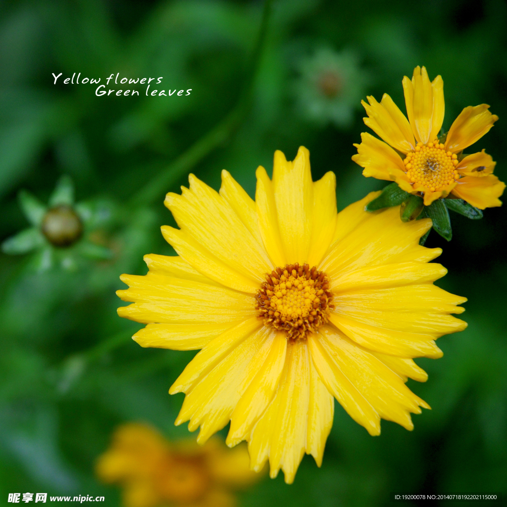 小花