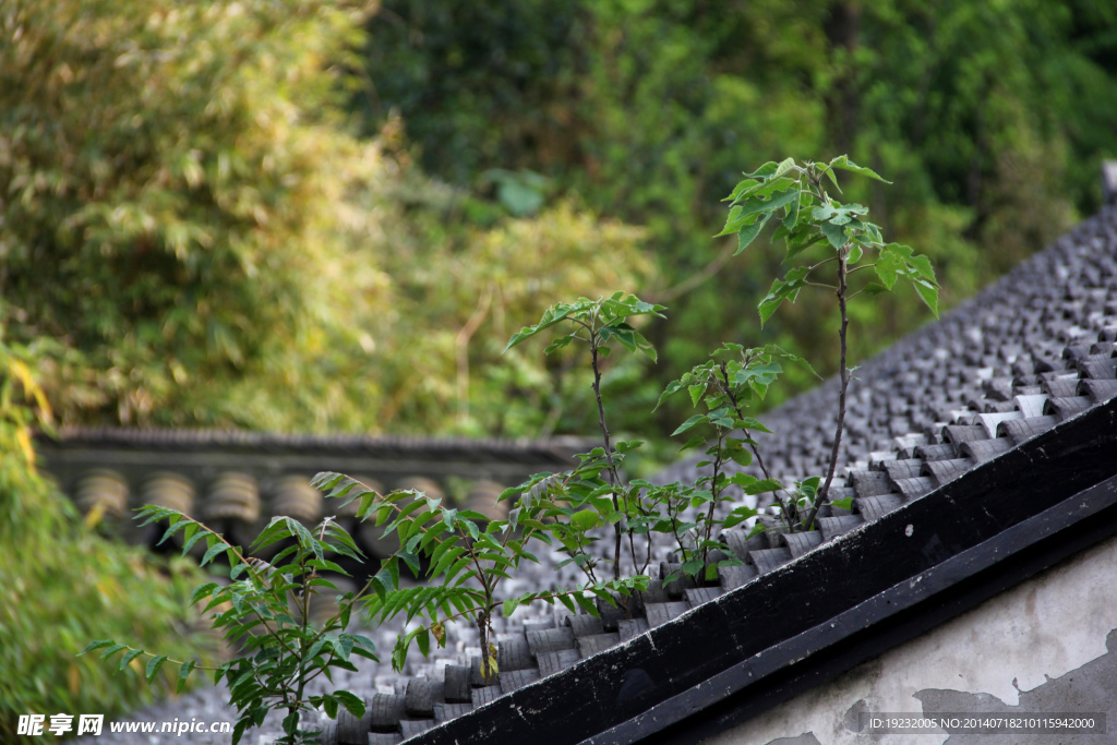 瓦片上的植株