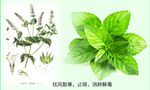 留兰香薄荷