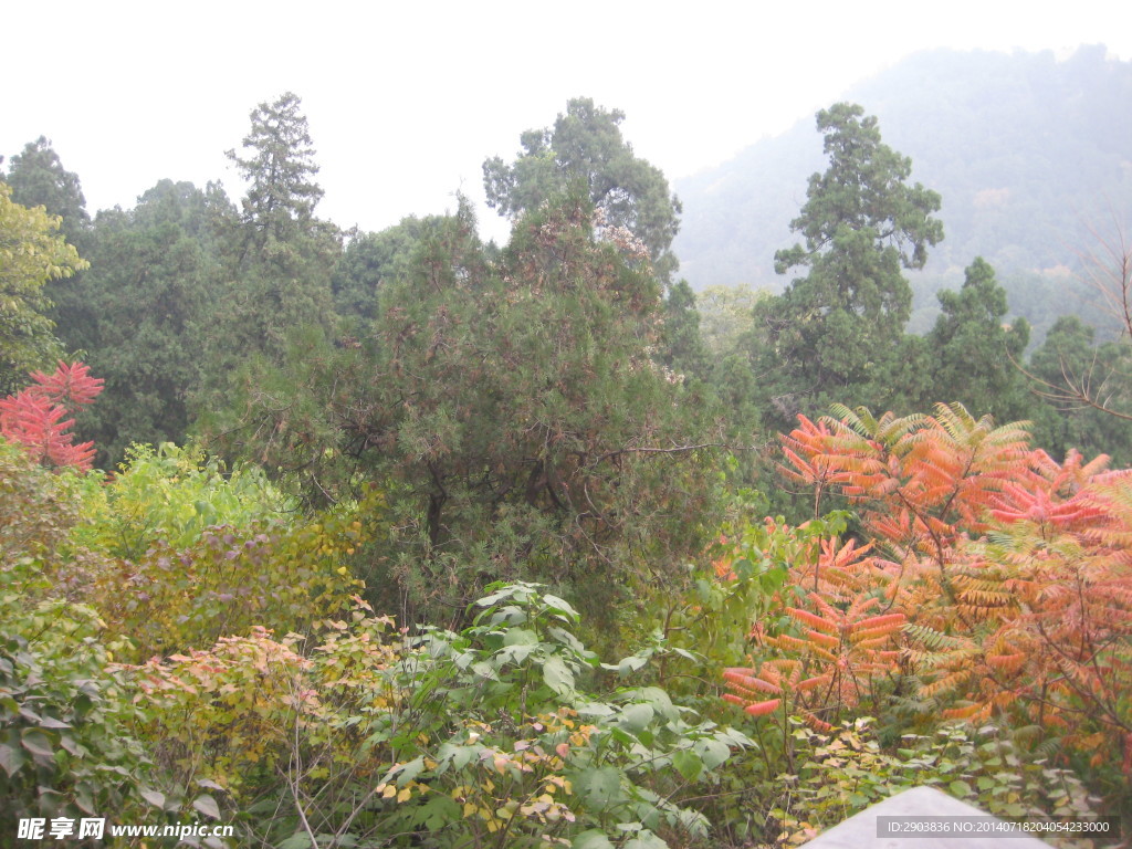 北京 香山 旅游  枫叶