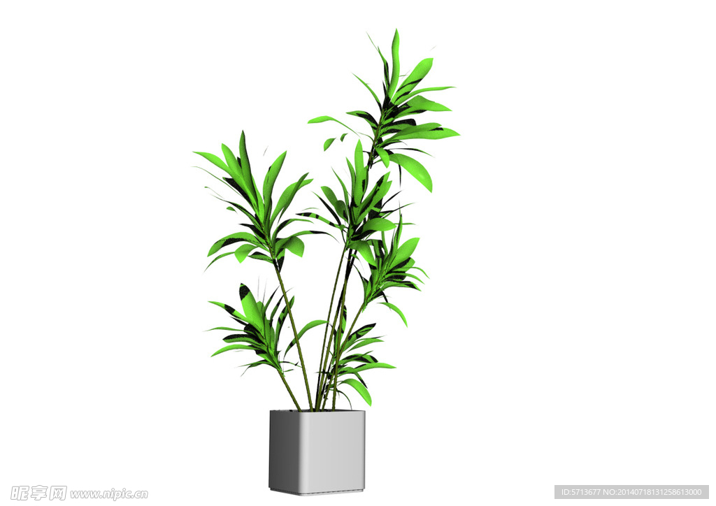 植物模型