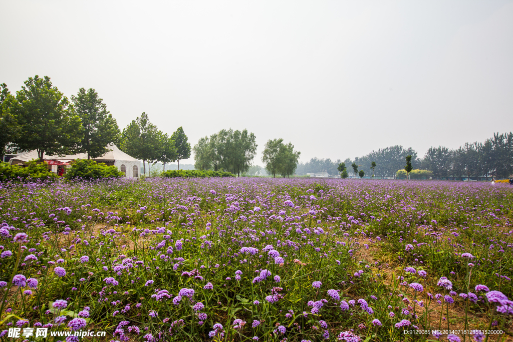 蓝调薰衣草庄园
