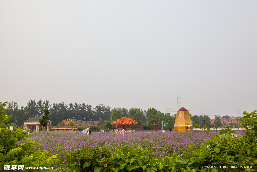 蓝调薰衣草庄园