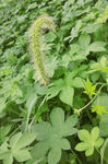 狗尾草