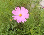 粉花