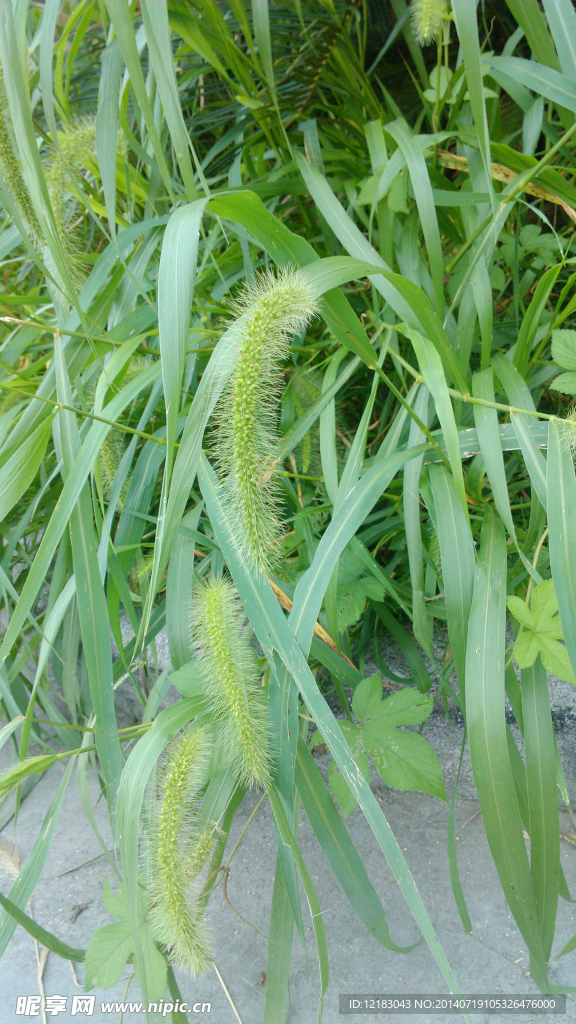狗尾草