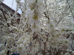 呼市桃花