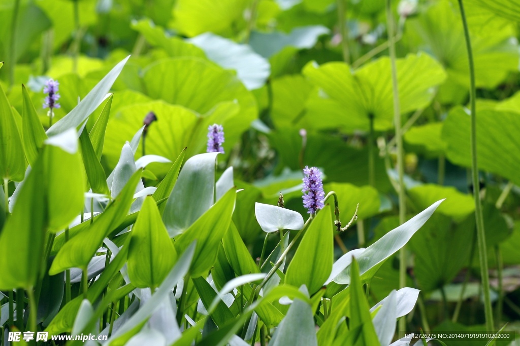 荷花池边紫花蕊