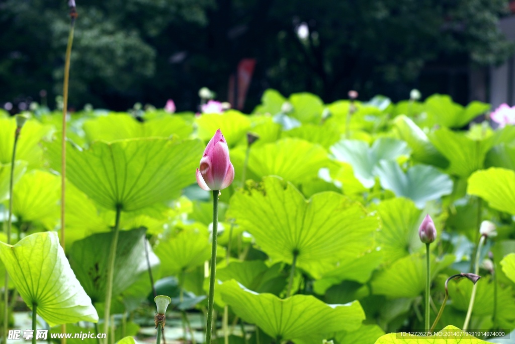 花蕾独立