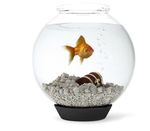 动物 鱼缸   金鱼